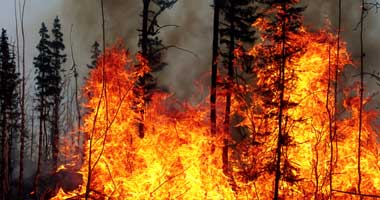 esg-fact-check-waldbrand